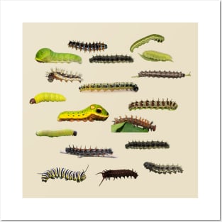 New England Caterpillars Posters and Art